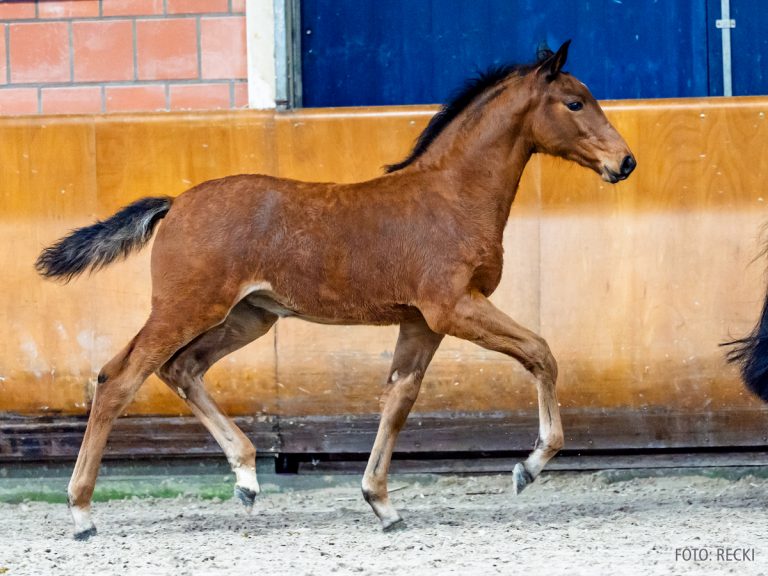4_08_Emerald - Balou du Rouet-02587_Reckimedia
