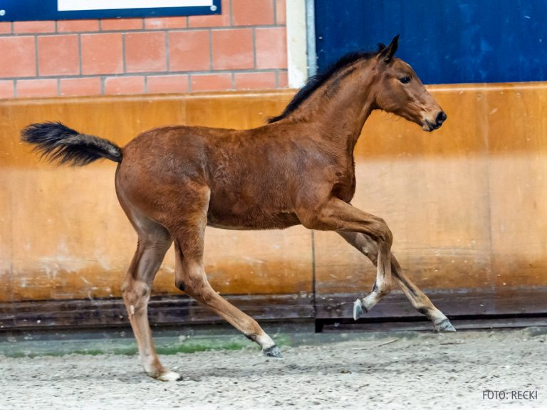 4_08_Emerald - Balou du Rouet-02707_Reckimedia_START