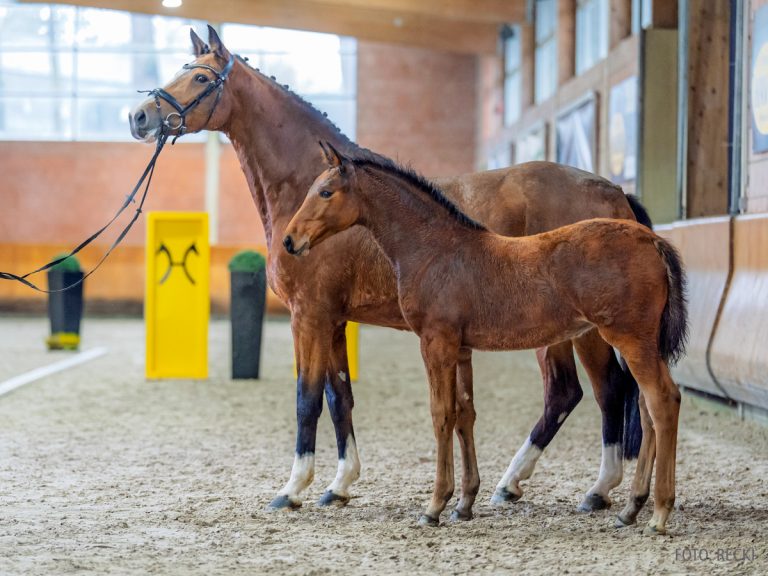 4_08_Emerald - Balou du Rouet-02728_Reckimedia