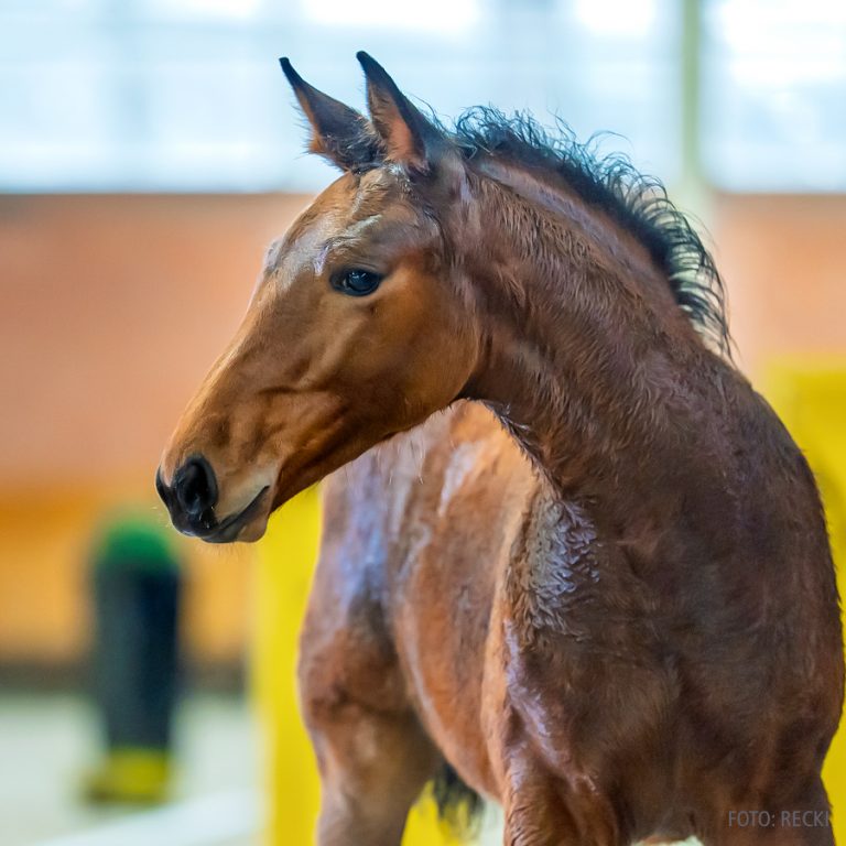 4_08_Emerald - Balou du Rouet-02730_Reckimedia