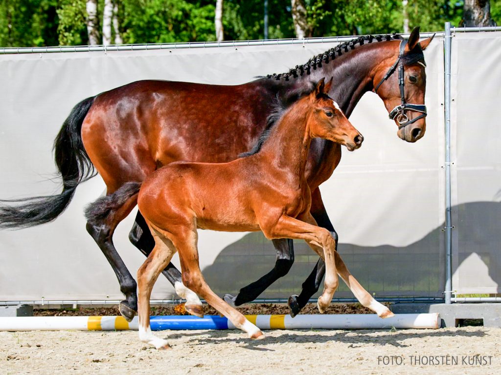01_1-Duplexx-Contendro I copy.00_00_43_37.Standbild002_START
