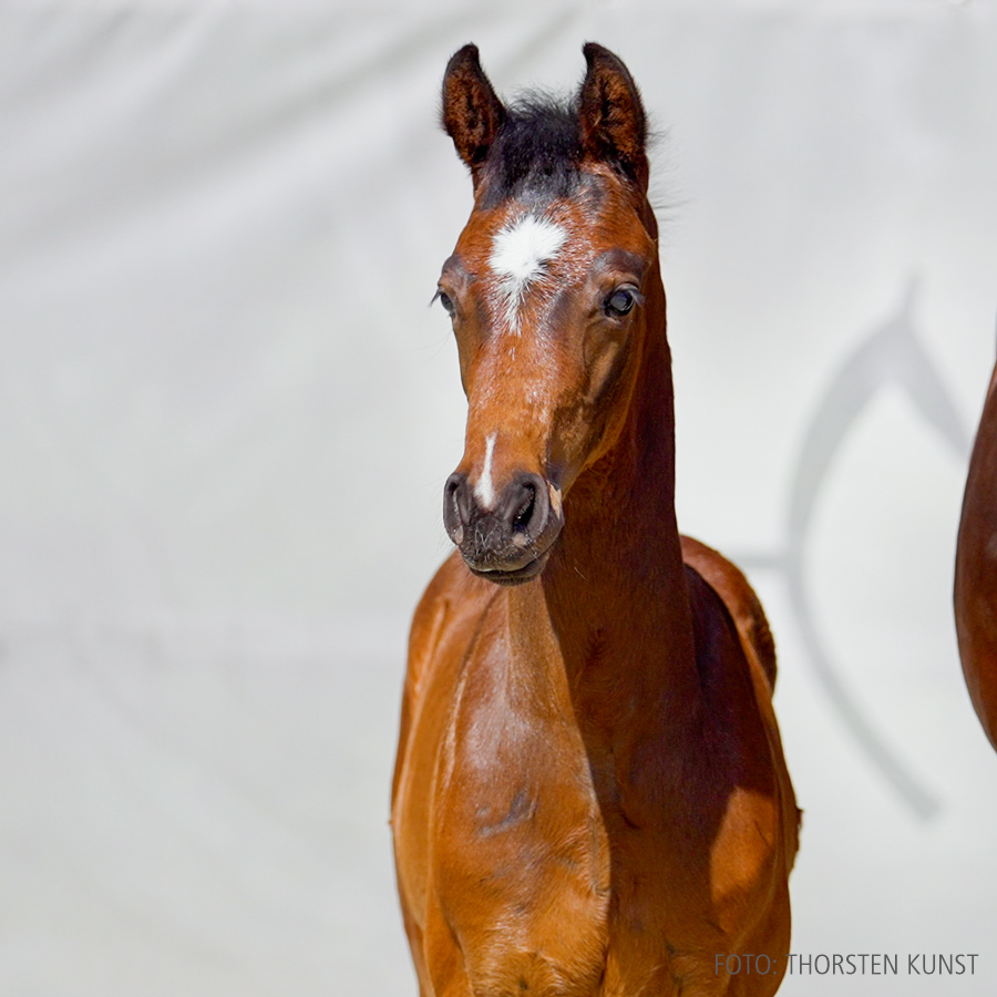 01_1-Duplexx-Contendro I copy.00_02_14_28.Standbild010