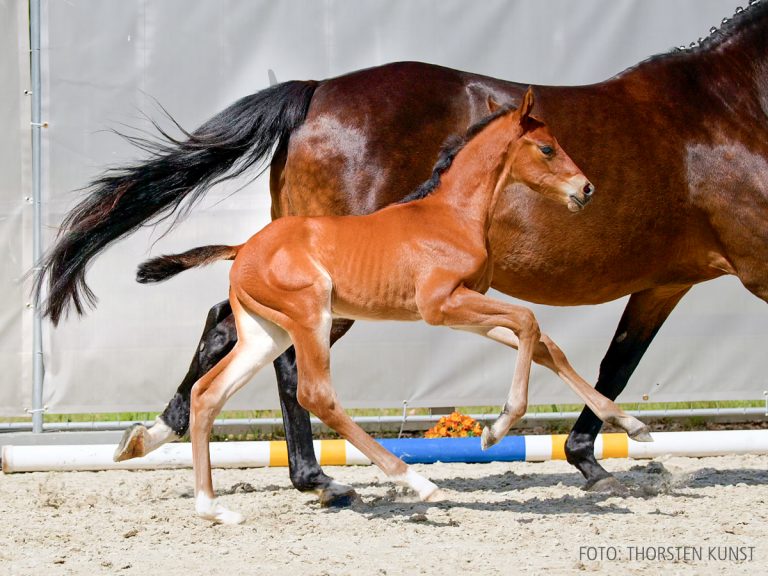 08_15-Vincero-Heraldik xx copy.00_00_46_41.Standbild002_START