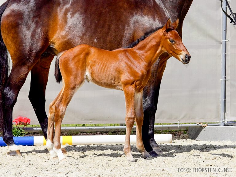 08_15-Vincero-Heraldik xx copy.00_01_42_16.Standbild004