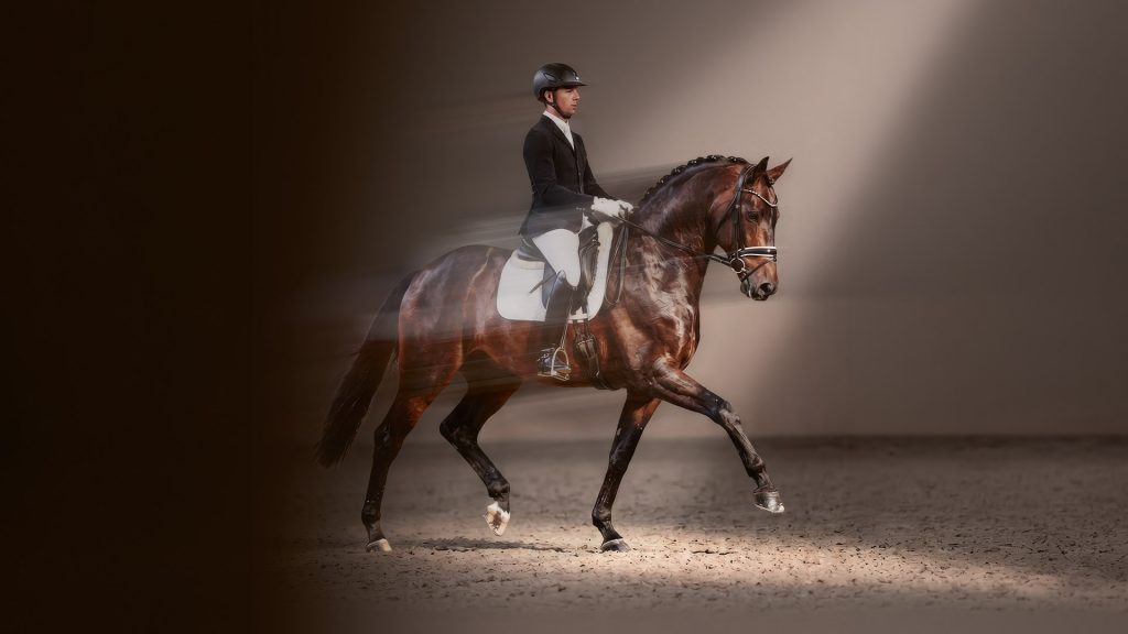 Hannoveraner Championats Auktion 2