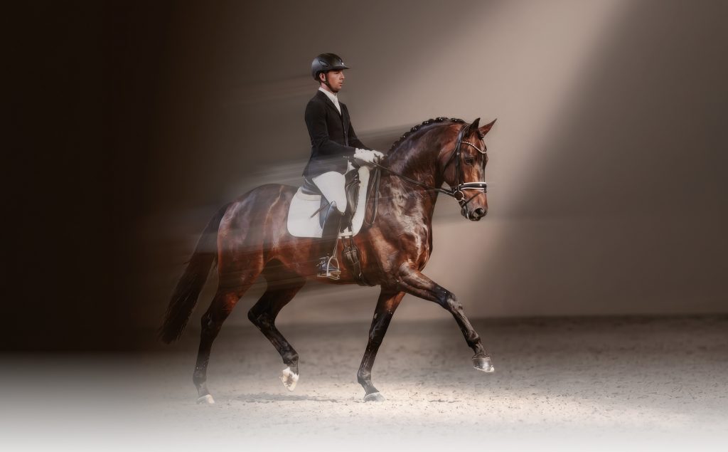 Teaserbild horse24 Championatsauktion