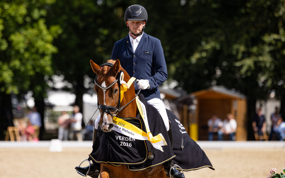Hannoveraner Be Gold 2026 Fellner
