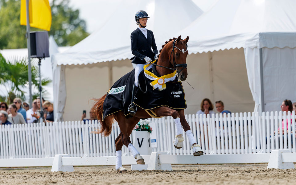 Hannoveraner Varido 2026 Lafrentz