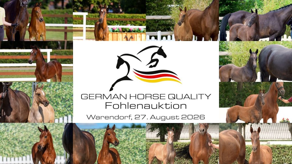 german horse quality foals augus