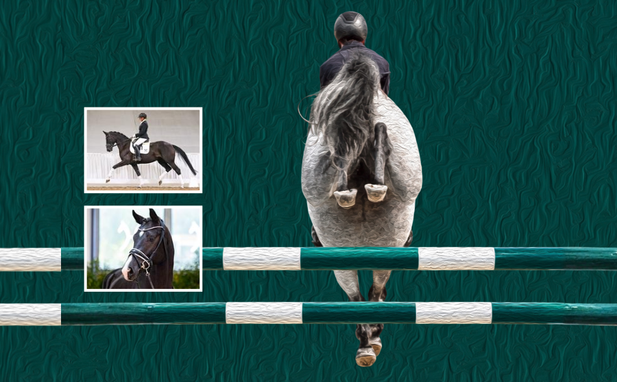 Banner horse24 VA Novermber Reitpferde und Youngster