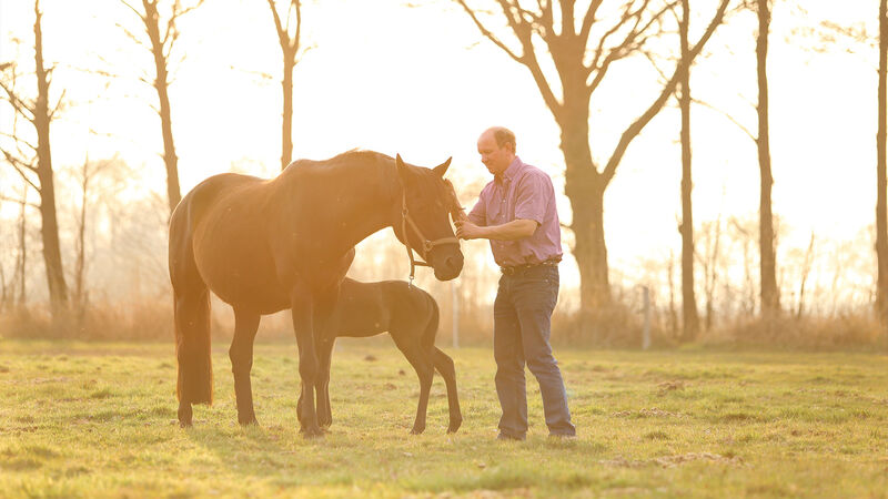 Deckschein | Besamungsschein | Pferdezucht | Hannoveraner Verband | Foto: Fellner