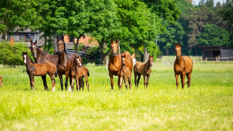 Pferdeherde | Pferdezucht | Hannoveraner Verband | Foto: Fellner