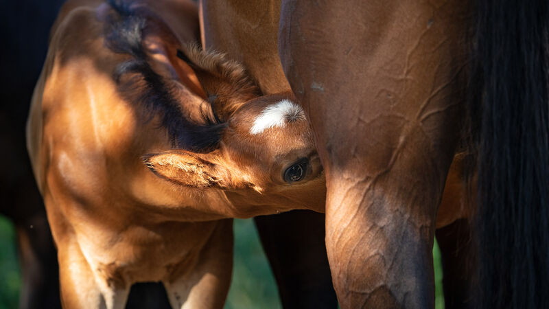 Fohlen mit Stute | Pferdezucht | Hannoveraner Verband | Foto: Fellner