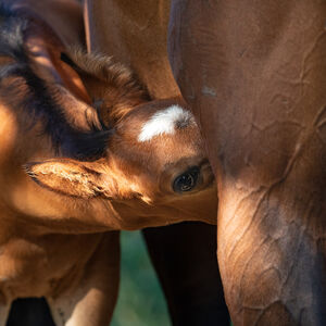 Fohlen mit Stute | Pferdezucht | Hannoveraner Verband | Foto: Fellner