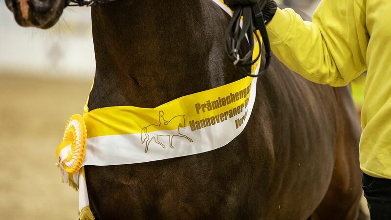 Hengst des Jahres | Grande-Preis | Pferdezucht | Hannoveraner Verband | Foto: Fellner
