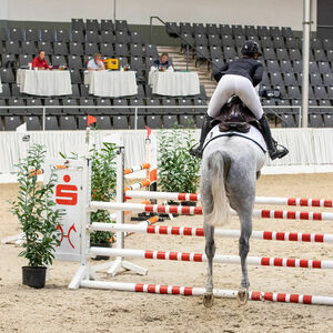 Sporttest Hengste | Hengstleistungsprüfung | Pferdezucht | Hannoveraner Verband | Foto: Fellner