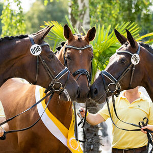Herwart von der Decken-Schau | Stutenschau | Pferdezucht | Hannoveraner Verband | Foto: Fellner