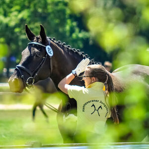 Hannoveraner Jungzüchter | Hannoveraner Verband | Foto: Fellner