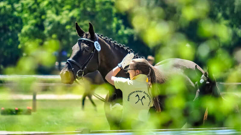 Hannoveraner Jungzüchter | Hannoveraner Verband | Foto: Fellner