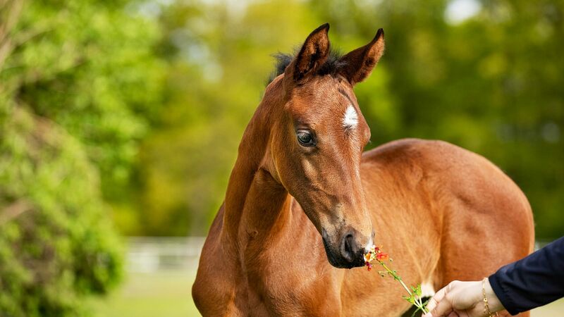 Hannoveraner Fohlen | Pferdezucht | Hannoveraner Verband | Foto: Fellner