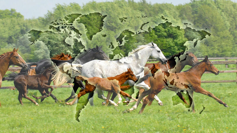 Presse | Hannoveraner Verband | Foto: Fellner