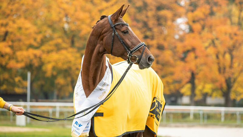 Stute des Jahres | Prämierungen Stuten | Pferdezucht | Hannoveraner Verband | Foto: Fellner