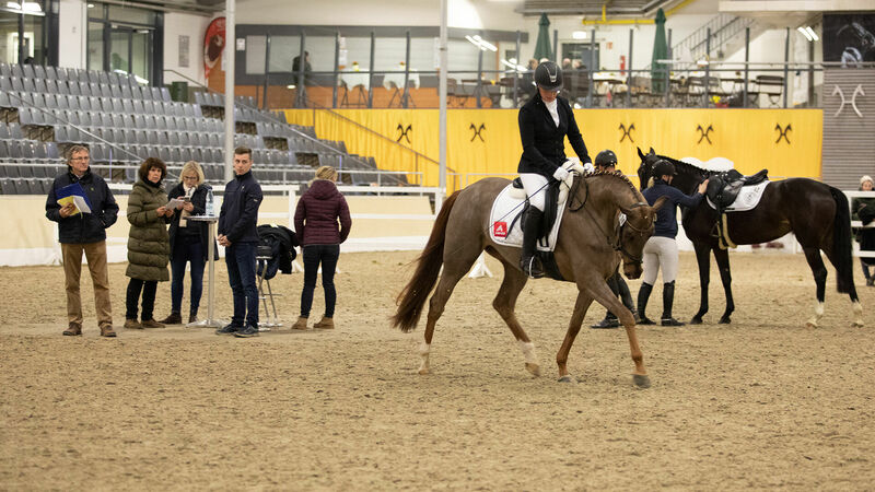 Zuchtstutenprüfung | Pferdezucht | Hannoveraner Verband | Foto: Fellner