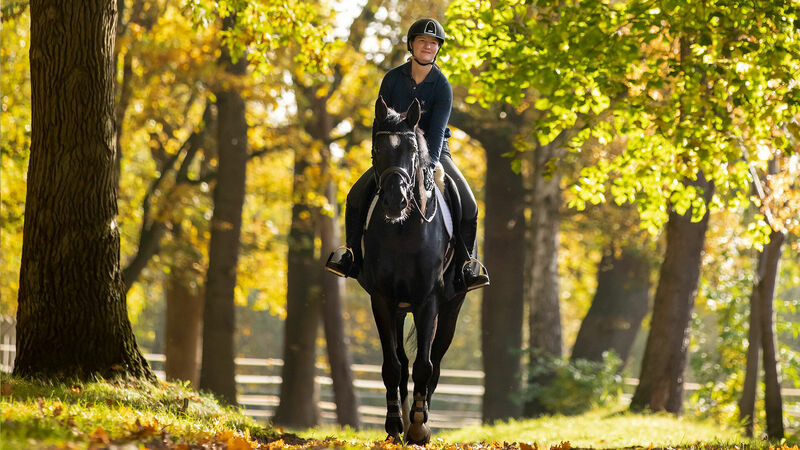 Pferdemarkt | Hannoveraner Verband | Foto: Fellner