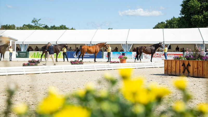 Stutenstamm | Pferdezucht | Hannoveraner Verband | Foto: Fellner